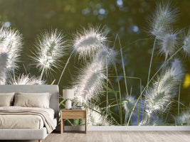 photo-wallpaper-ornamental-grasses-in-xl