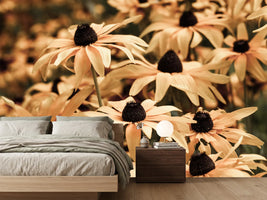 photo-wallpaper-daisies-in-sepia