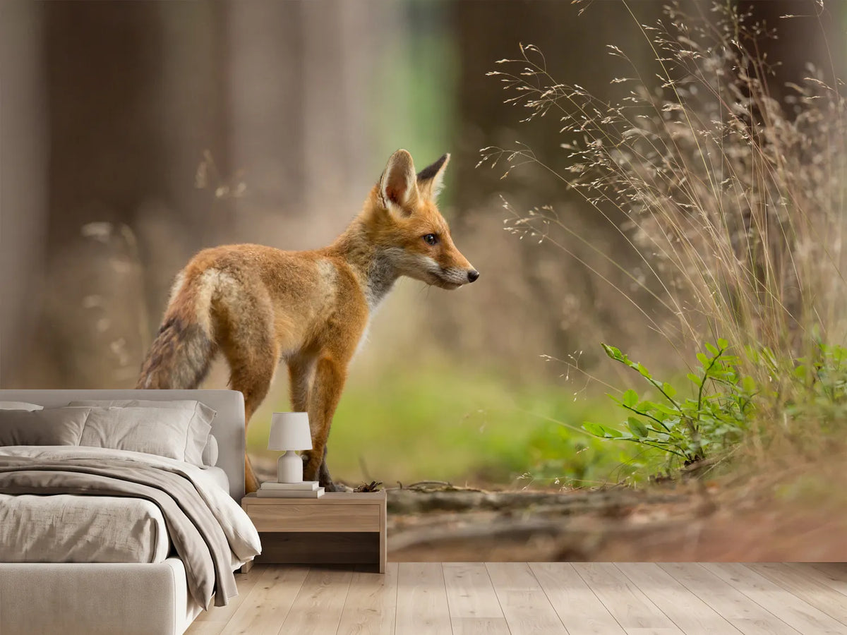 photo-wallpaper-red-fox-xqm
