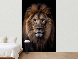 photo-wallpaper-front-view-portrait-of-a-lion-on-black-background-africa-wildlife