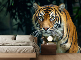photo-wallpaper-proud-sumatran-tiger-prowling-towards-the-camera