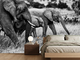 photo-wallpaper-elephant-family-x