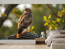photo-wallpaper-bird-of-prey-on-an-oak-branch-in-golden-evening-light