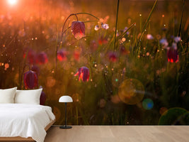 photo-wallpaper-potpourri-x