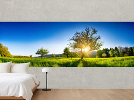 photo-wallpaper-sunburst-behind-an-old-tree-on-a-glowing-green-spring-meadow