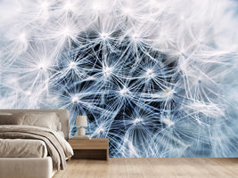 photo-wallpaper-ripe-dandelion-close-up