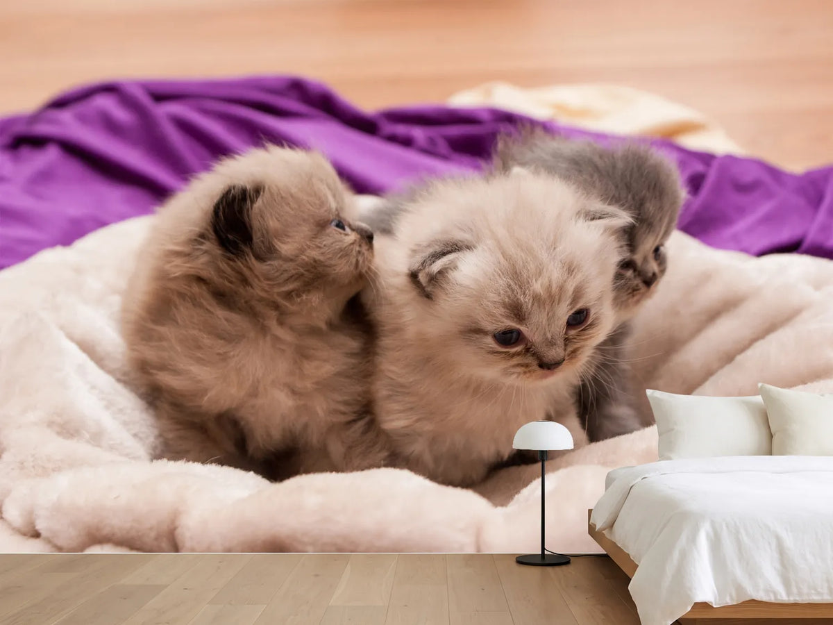 photo-wallpaper-kitten-trio-to-fall-in-love