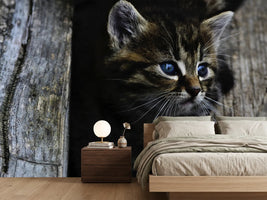 photo-wallpaper-cats-child