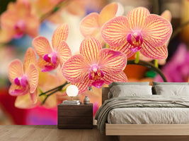 photo-wallpaper-exotic-orchids