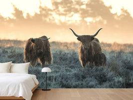 photo-wallpaper-three-highlanders-x