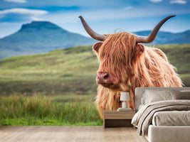 photo-wallpaper-furry-highland-cow-in-isle-of-skye-scotland