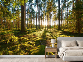 photo-wallpaper-sunrise-in-pine-forest