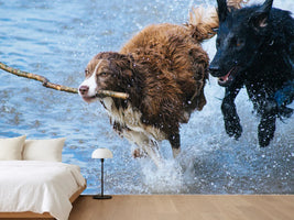 photo-wallpaper-playing-dogs