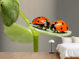 photo-wallpaper-2-ladybirds
