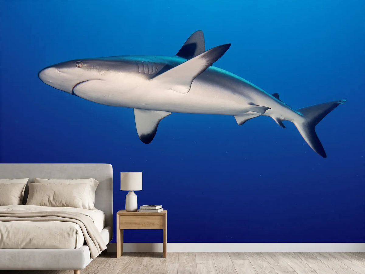 photo-wallpaper-shark-in-the-dark-sea