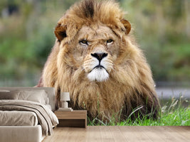 photo-wallpaper-the-king-of-animals