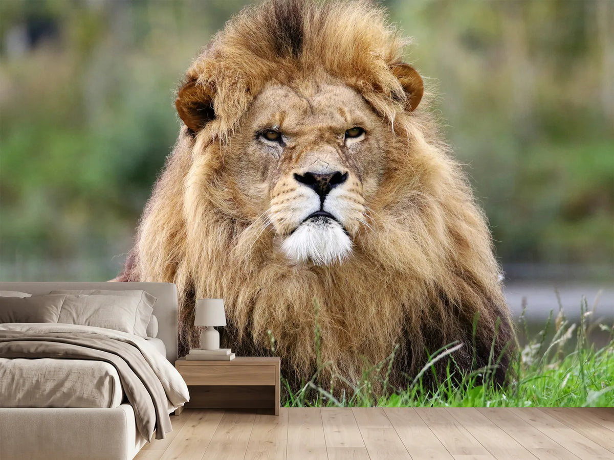 photo-wallpaper-the-king-of-animals