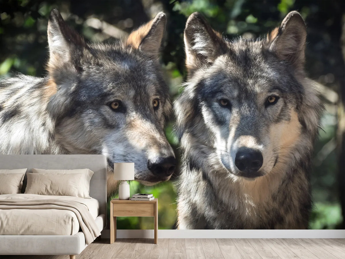 photo-wallpaper-2-wolves