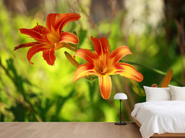 photo-wallpaper-lilies-in-nature