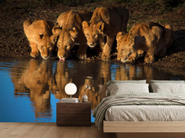 photo-wallpaper-lions-of-mara