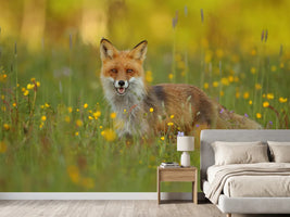 photo-wallpaper-red-fox-xkh