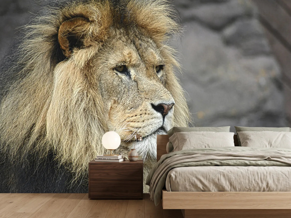photo-wallpaper-lion-head-xl
