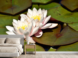photo-wallpaper-water-lily-duo-in-white