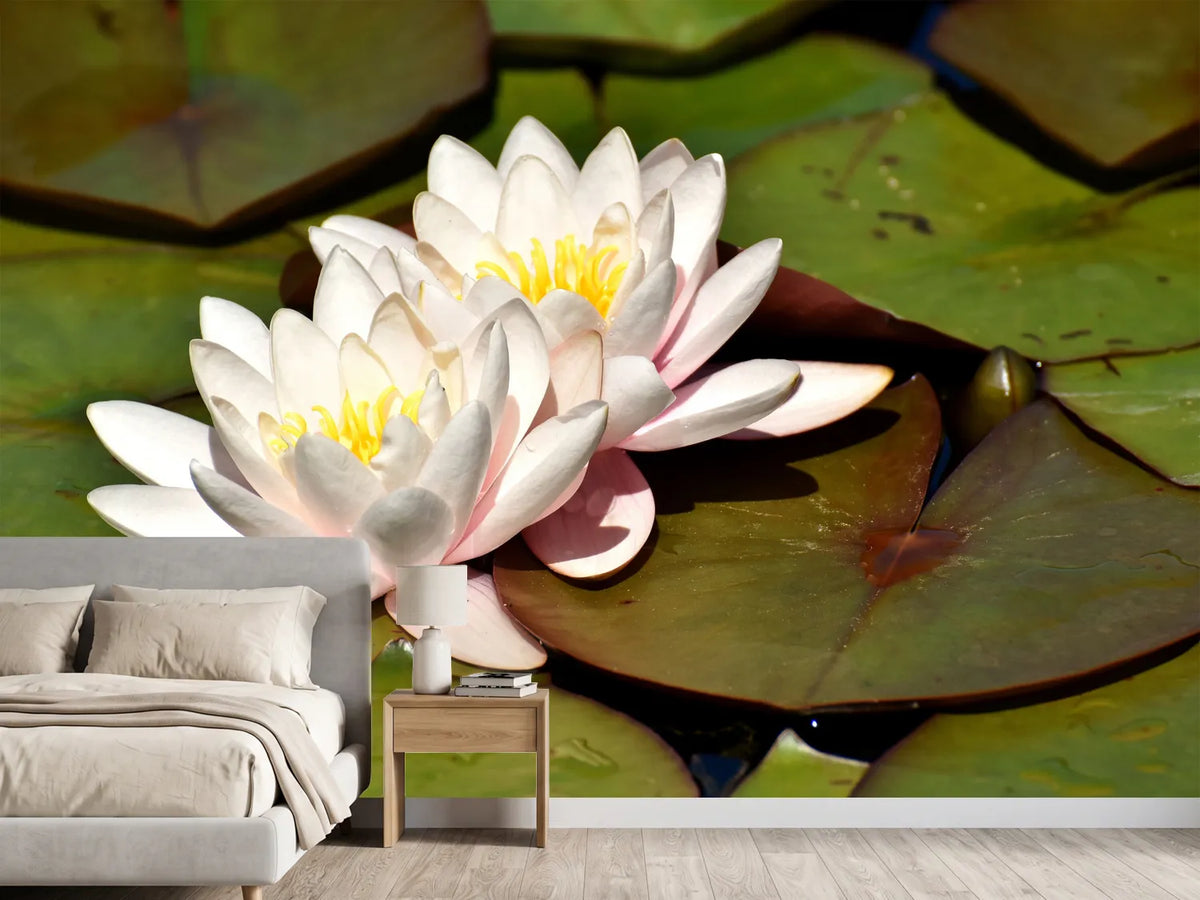 photo-wallpaper-water-lily-duo-in-white