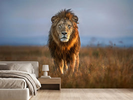 photo-wallpaper-lion-close-up-x
