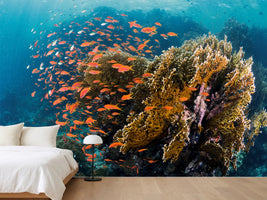 photo-wallpaper-reefscape-x