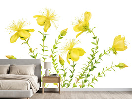 photo-wallpaper-hypericum-x