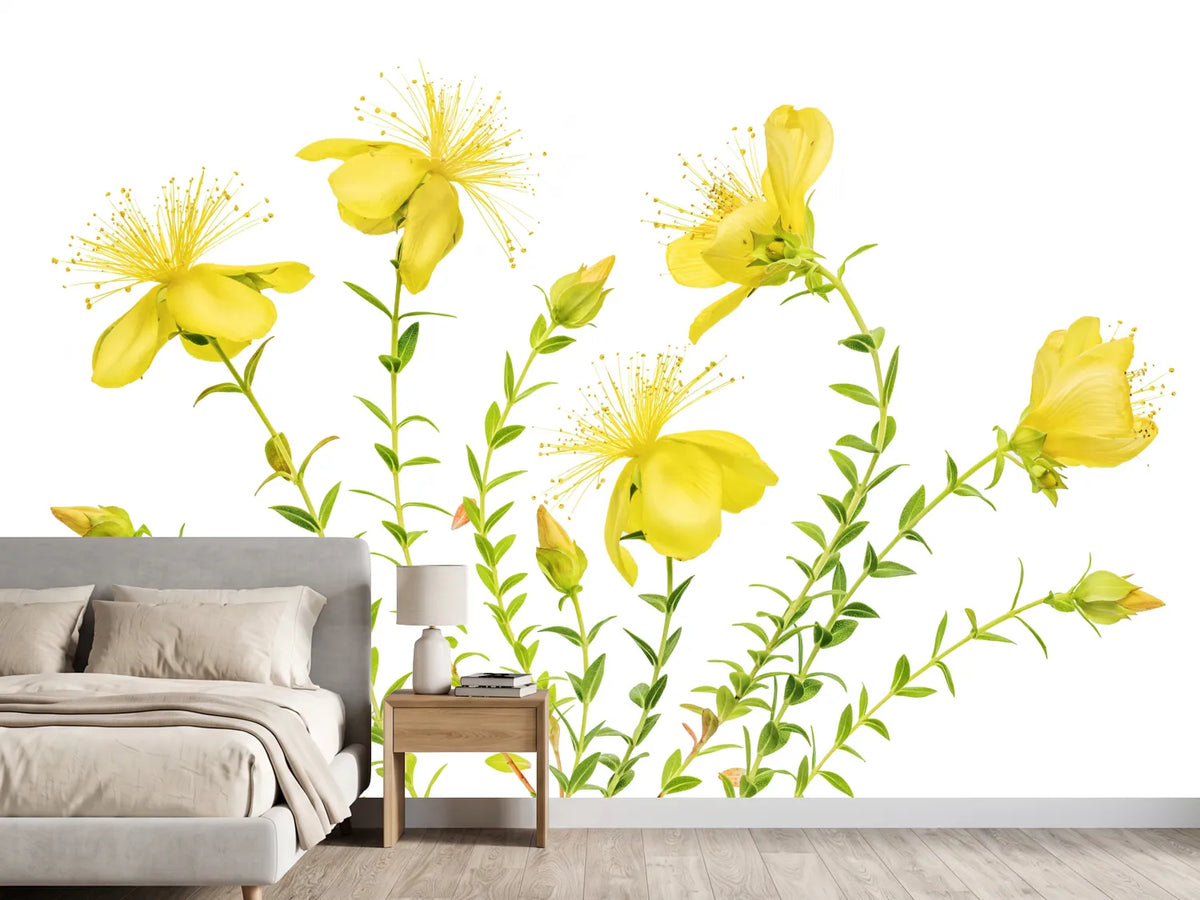 photo-wallpaper-hypericum-x