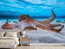 photo-wallpaper-octopus