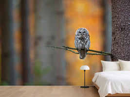 photo-wallpaper-tawny-owl-x