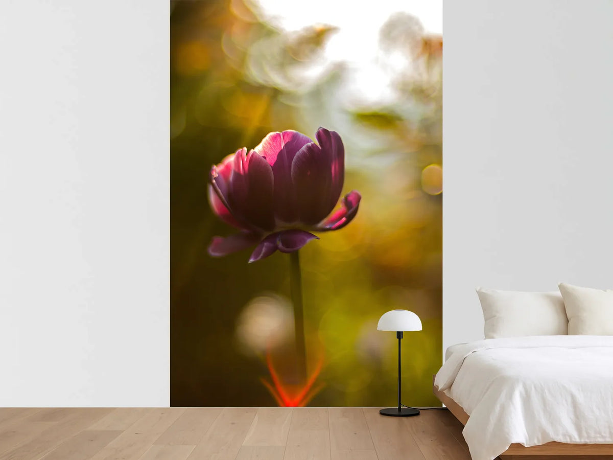 photo-wallpaper-dark-tulips-beauty