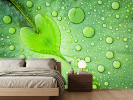 photo-wallpaper-heart-leaf-dew-drops