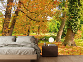 photo-wallpaper-in-the-middle-of-autumn-trees