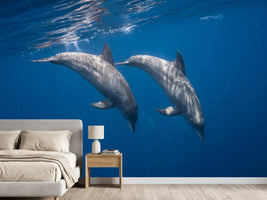 photo-wallpaper-two-bottlenose-dolphins