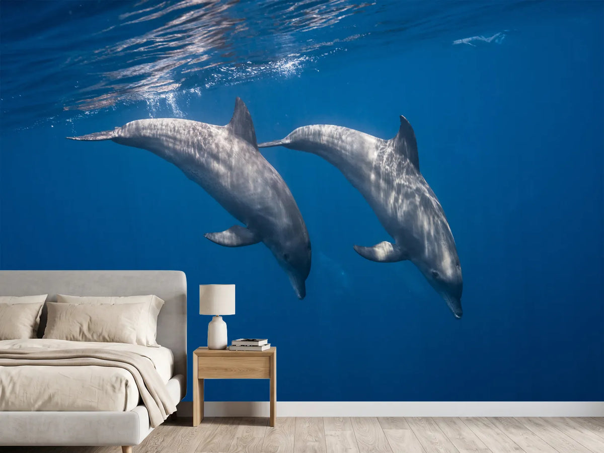 photo-wallpaper-two-bottlenose-dolphins