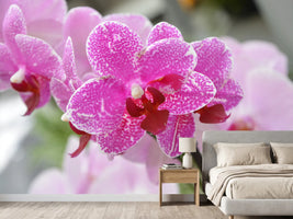 photo-wallpaper-purple-orchids-in-bloom