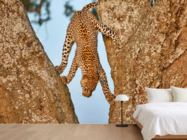 photo-wallpaper-leopards-graceful-descent