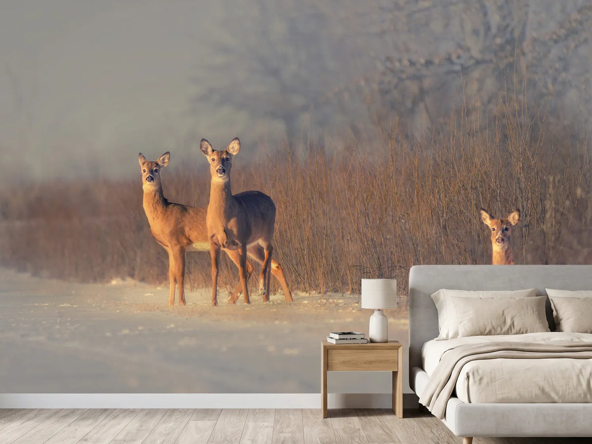 photo-wallpaper-three-deer-winter-morning