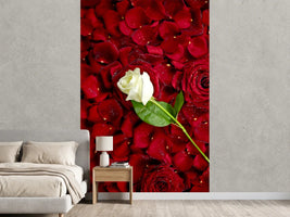 photo-wallpaper-bed-of-roses