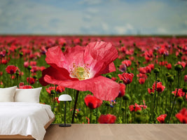 photo-wallpaper-the-lush-poppy-field
