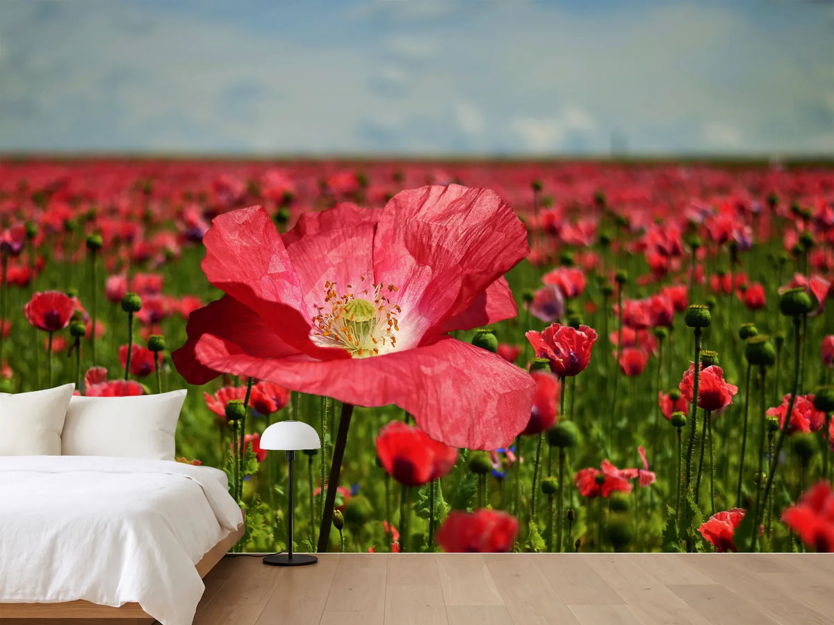 photo-wallpaper-the-lush-poppy-field