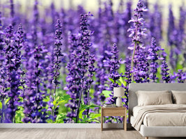 photo-wallpaper-xl-lavender