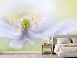 photo-wallpaper-anemone-beauty