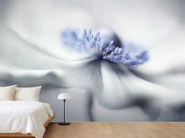 photo-wallpaper-anemone-spirit