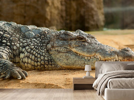 photo-wallpaper-the-nile-crocodile