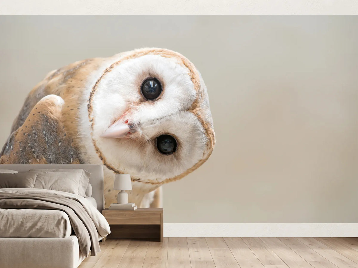 photo-wallpaper-common-barn-owl-tyto-albahead-close-up